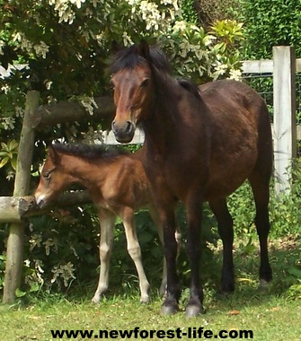 New Forest ponies Fudge & Tilley