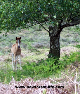 New Forest foal by tree