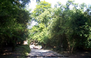 New Forest country lane on bus tour so keep your head down