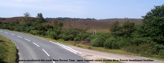New Forest open heathland from top of bu