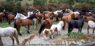 New Forest Drift the New Forest ponies health check
