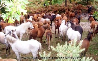 New Forest ponies in The Drift Pound