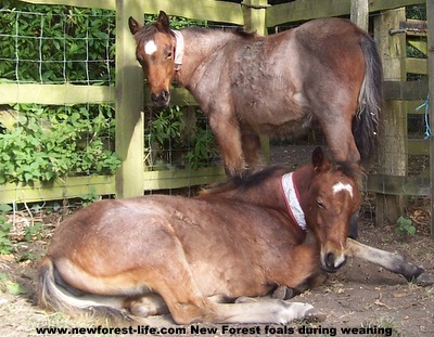 New Forest pony. The two little new Forest fillies are being weaned