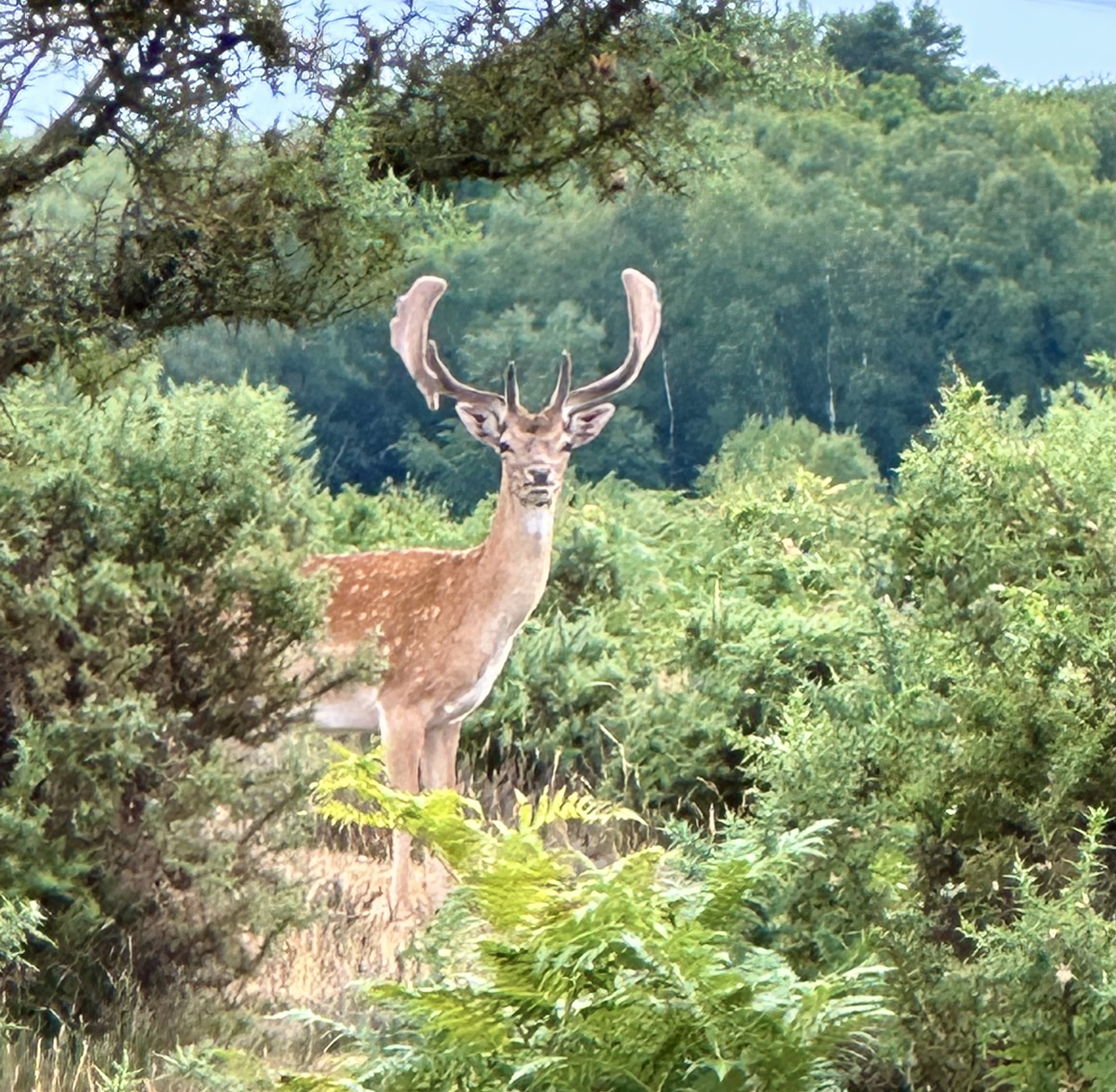 2025 New Forest Fallow Buck at sunset