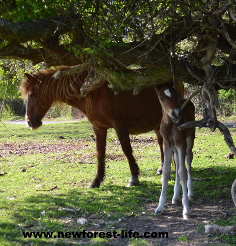 Foal Woodgreen 2013 under tree