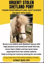 Stolen 27yr old Shetland pony
