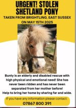 Stolen 27yr old Shetland pony