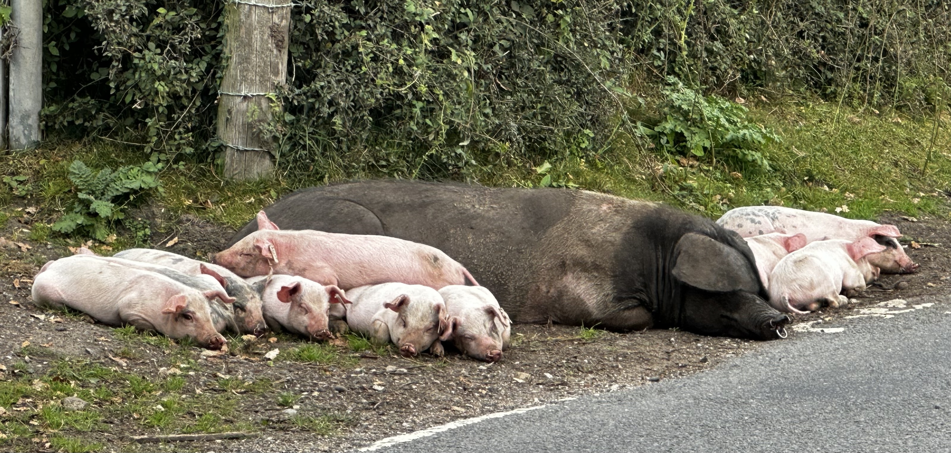 Pigs2023
