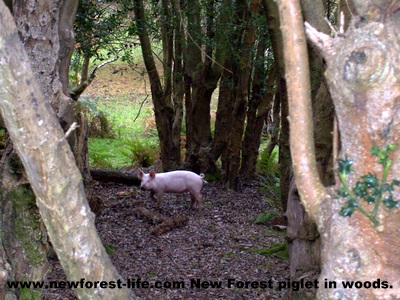 New Forest Piglet in wood