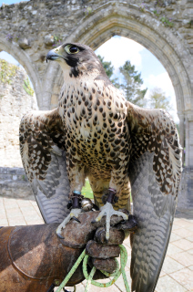 New Forest Beaulieu Falconry Events