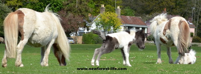 New Forest shetland foal