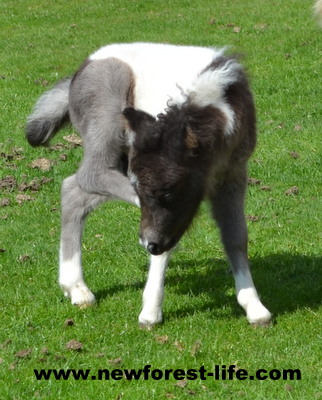 New Forest Shetland foal finding he could scratch his ear.