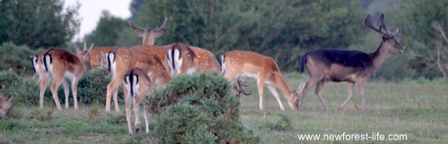 New Forest Fallow deer herd of mixed colours