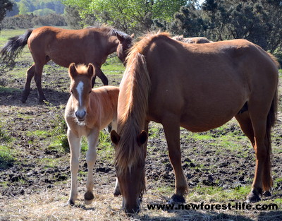 New Forest foal peeping out from behind mum, born a few days before