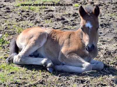 New Forest pony foal, just a few days old