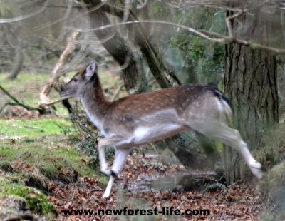 New Forest Deer on the run