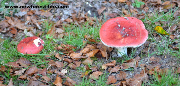 New Forest fungi