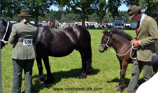 New Forest Show 2012