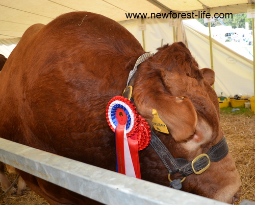 New Forest Show 201