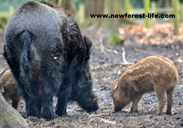 New Forest Wildlife Park wild boar and baby