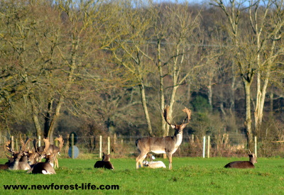 New Forest Fallow deer stag at Ober Water