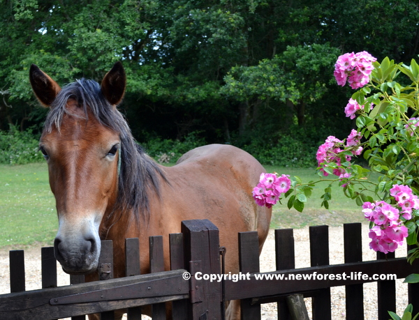 My New Forest pony and roses