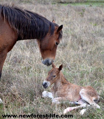 New Forest pony newly born.