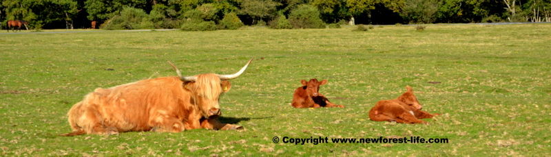New Forest Highland cow and 2 calves