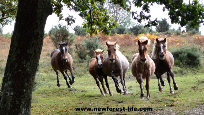 New Forest Drift the Commoners yearly health check on our New Forest ponies