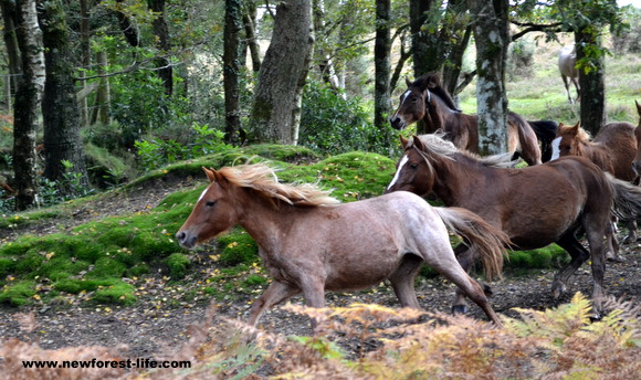 New Forest ponies in the Drift