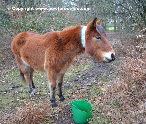 New Forest pony recovering with his bucket of food!