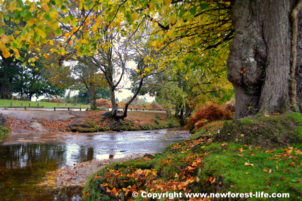 New Forest Autumn at Moyles Court