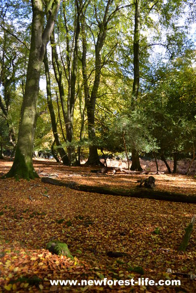 The forest floor is covered in autumn colours