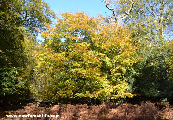 Contrast in New Forest autumn shades