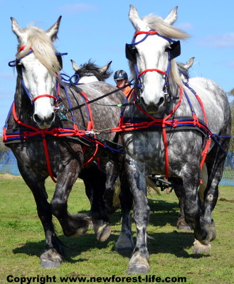 Spring Event of the Southern Counties Heavy Horse Association