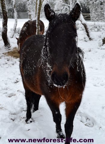 New Forest National Park pony in the 2013 snow