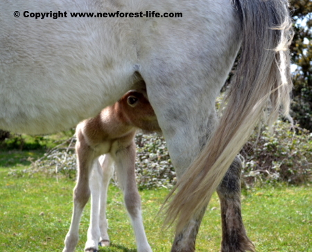 New Forest foal having a feed from mum.