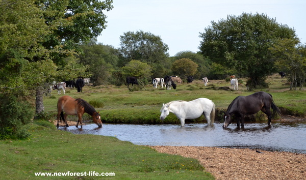 New Forest ponies drinking on a summer day