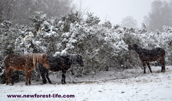 New Forest National Park ponies in a blizzard
