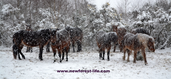 New Forest National Park ponies in a blizzard