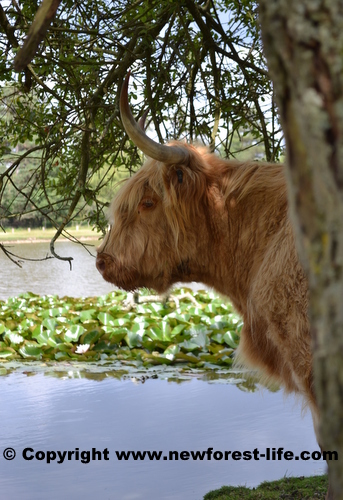 New Forest highland cow