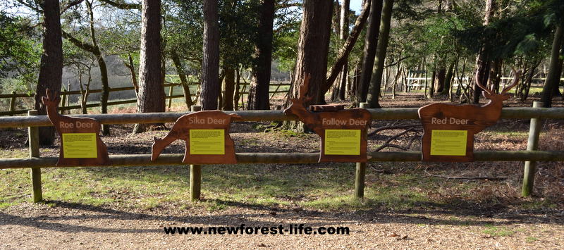 Bolderwood Deer Viewing Platform feeding area