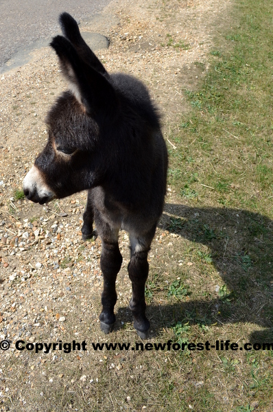 A New Forest donkey - a beautiful sight to see!