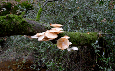 New Forest 2016 fungi beautifully hanging from an uprooted branch.