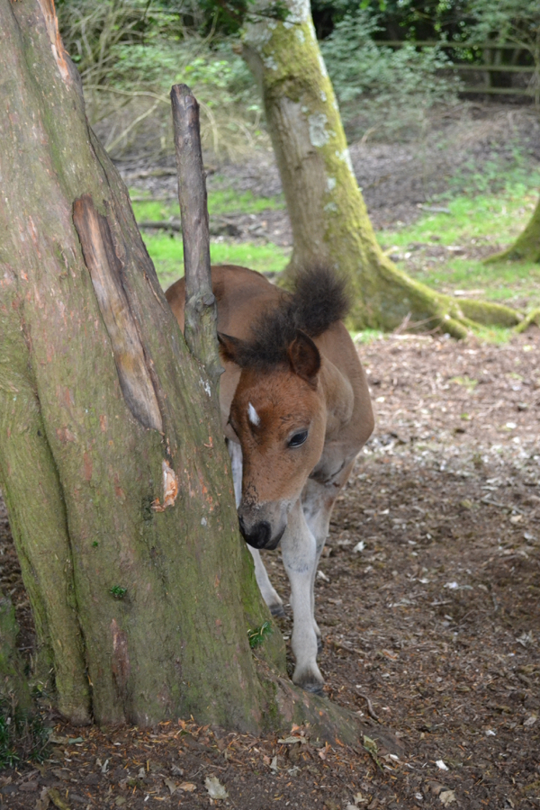 New Forest foal investigating a tree - should I nibble or play with it?