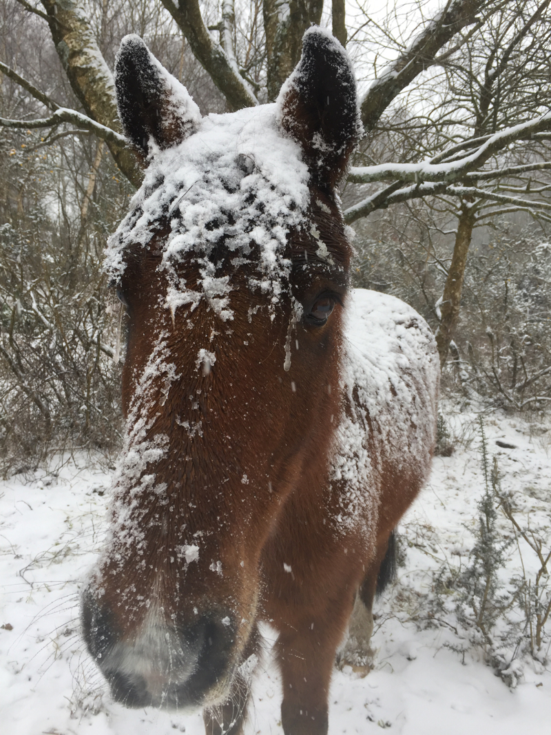 New Forest snow March 2018
