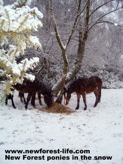 New Forest ponies in the winter sno
