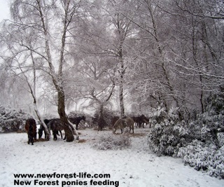 New Forest ponies being fed during the snows