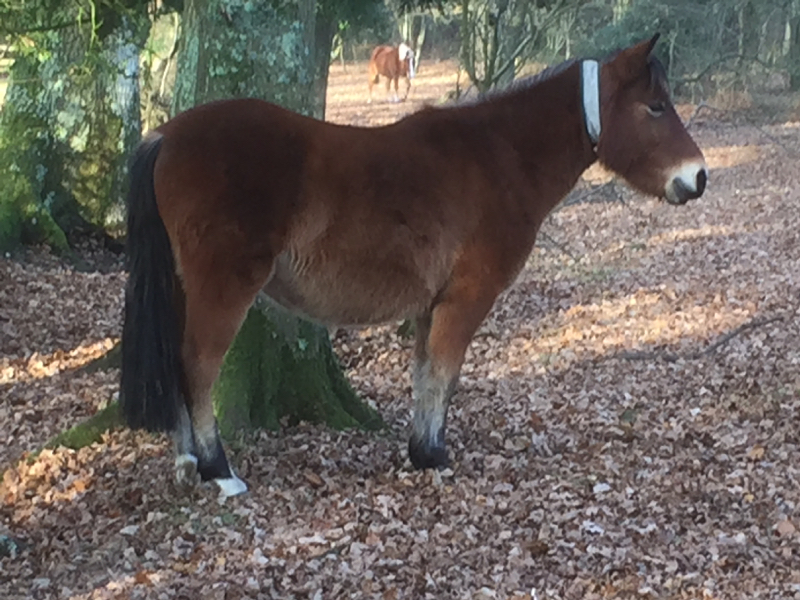 A New Forest pony looking chubby and ready for whatever winter holds.