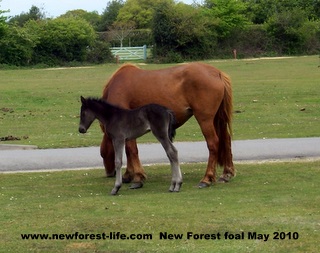 New Forest foal and mum at Hyde
